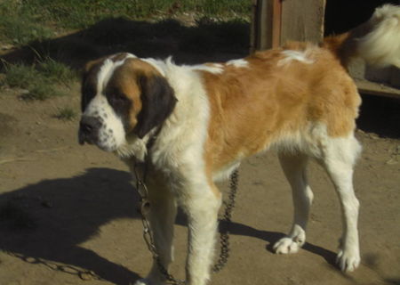 catea saint bernand