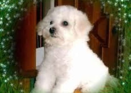 Catei Bichon Frise