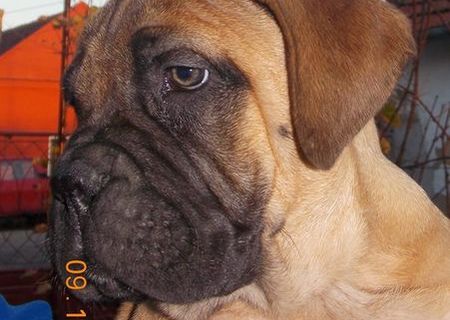 Catei Bullmastiff