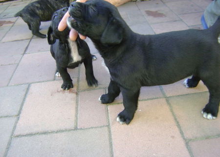 catei caine cane corso