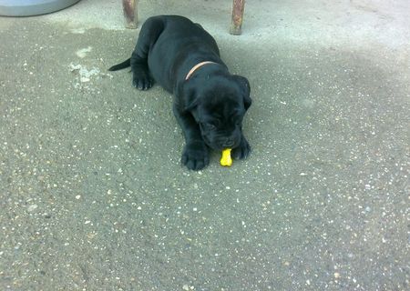 catei cane corso