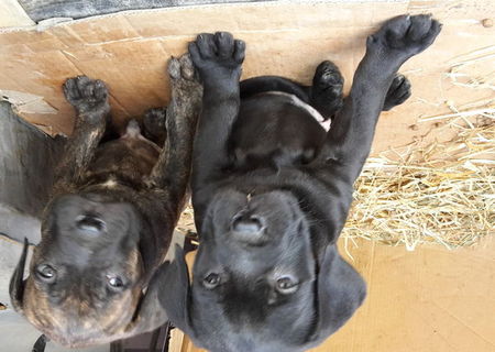 Catei Cane Corso-rasa pura