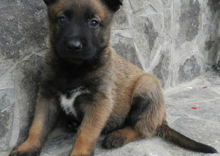 Catei ciobanesc belgian malinois