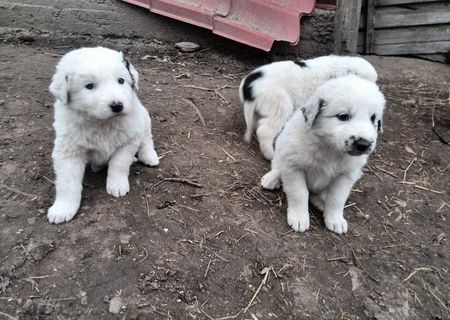 Catei Ciobanesti de Bucovina