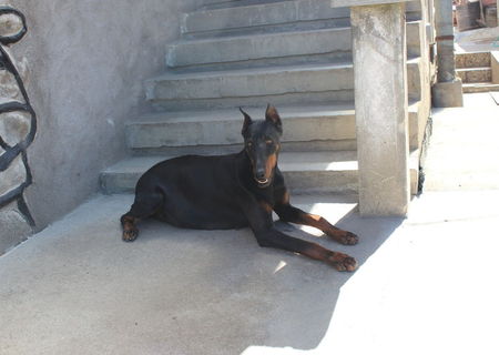 Catei doberman