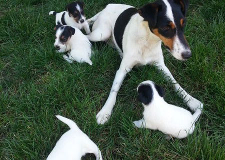 Catei foxterrier