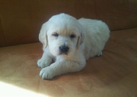 Catei Golden Retriever