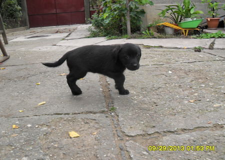 Catei labrador