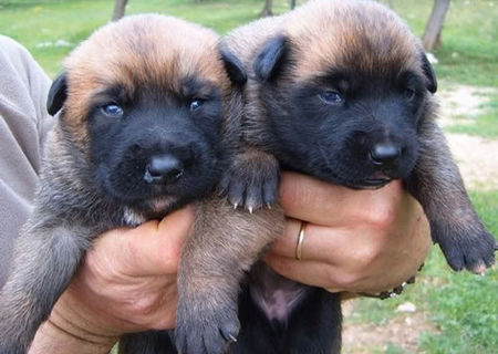 Catei malinois