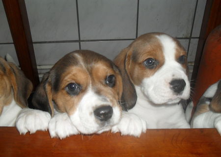 catei rasa Beagle