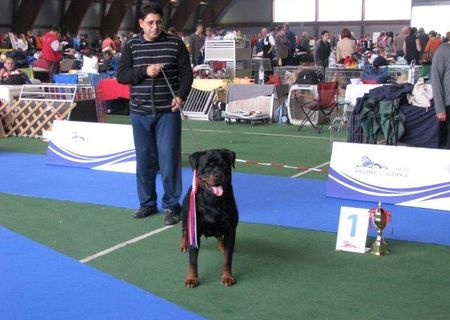 catei rottweiler de exceptie