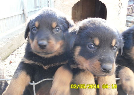 catei rottweiler de vanzare