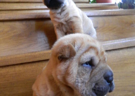 Catei shar-pei