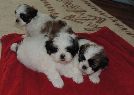 Catei shih tzu