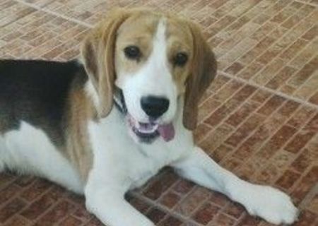 catel Beagle pierdut