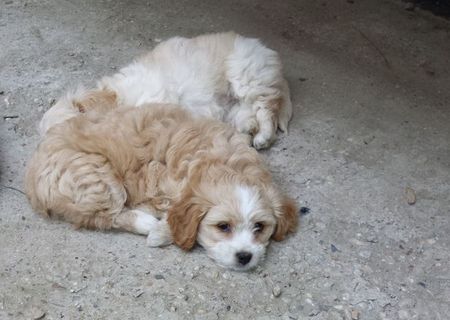 catel bichon havanese