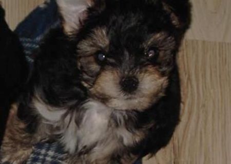 catel Yorkshire terrier mascul