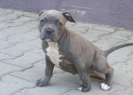 Catelusa American Bully