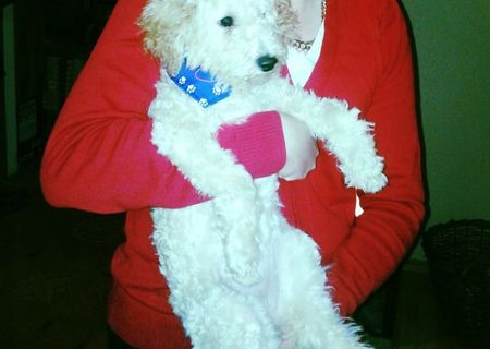 Catelusa bichon frise