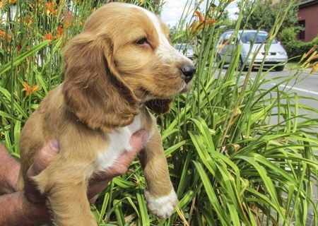 catelusa cocker spaniel