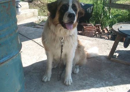 Catelusa Saint Bernard