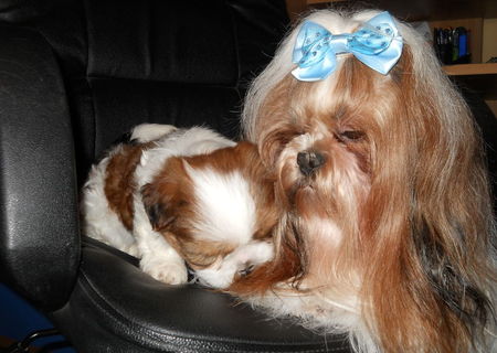 Catelusa Shih-Tzu