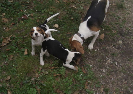 Cateluse Beagle 2,5 luni - Tricolore- (Catei,Caini,Catelusi)