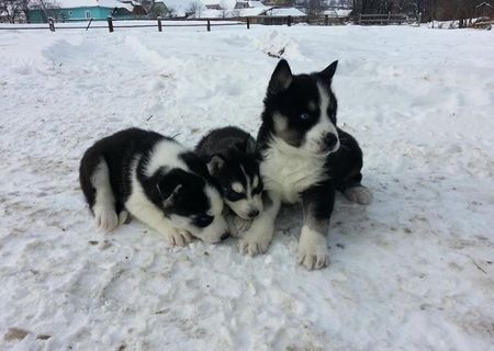 Catelusi Husky Siberian