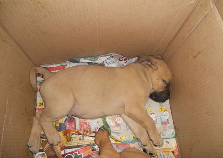 Catelusi rasa Bullmastiff de vanzare!