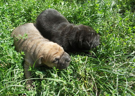 Catelusi Shar Pei