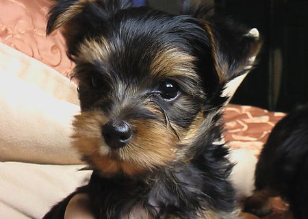 catelusi yorkshire terrier toy