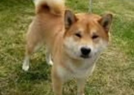 Caut shiba inu pentru imperechere