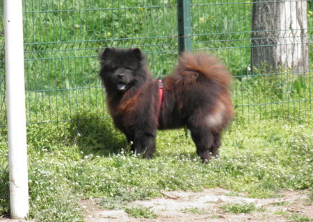 Chow Chow mascul, monta, fara costuri.