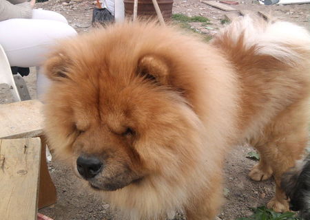 Chow Chow pentru monta!