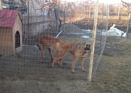 ciobanesc belgian malinois