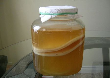 Ciuperca Kombucha