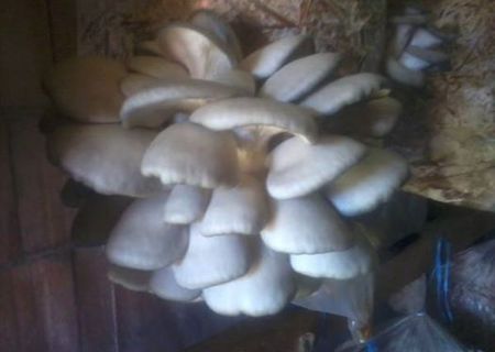 ciuperci pleurotus