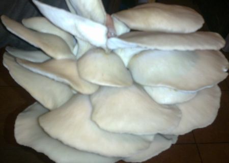 ciuperci pleurotus