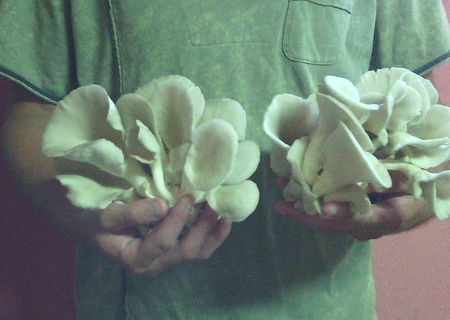 Ciuperci Pleurotus