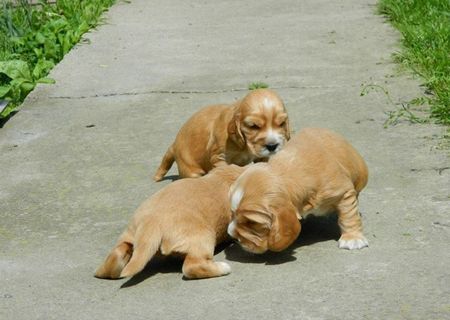 Cocker spaniel englezesc