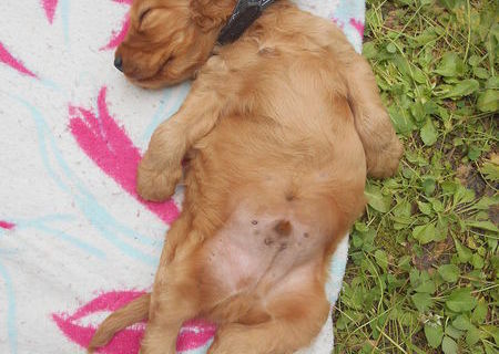 Cocker spaniel mascul in varsta de 9 saptamani