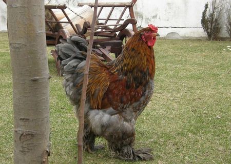 Cocosi Brahma