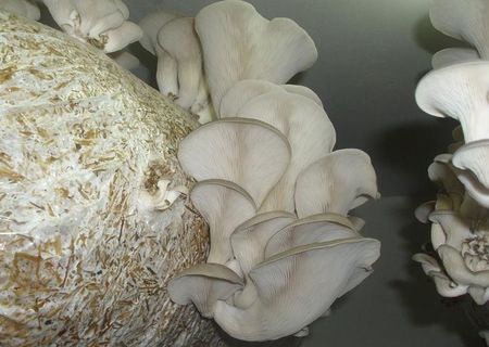 compost ciuperci pleurotus