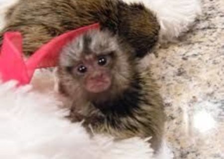 copii sănătoși de marmoset maimuță pentru adopția gratuită (christinalamas8@gmail.com)