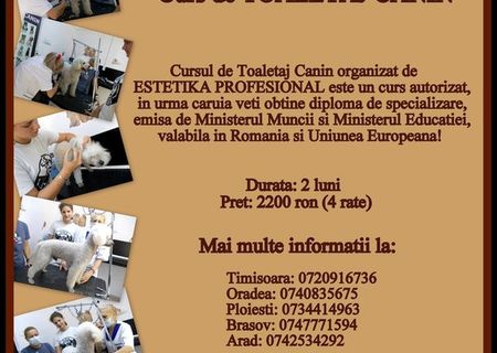 Curs de coafura canina Timisoara