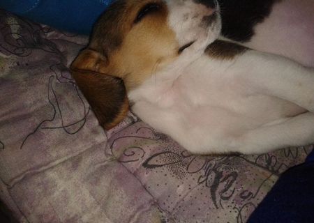 Dau catelusa Beagle !