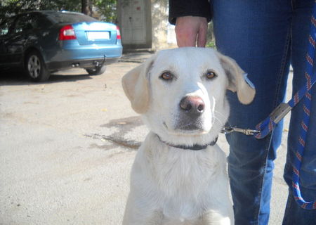 dau spre adoptie metis labrador