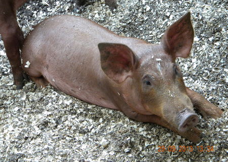 de vanzare scrofite duroc