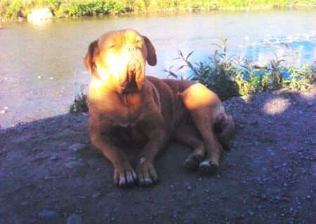 Dog  de Bordeaux