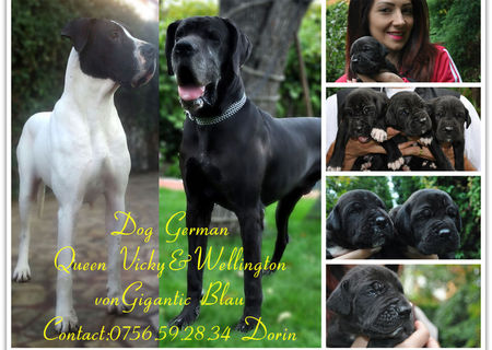 Dog German cu pedigree